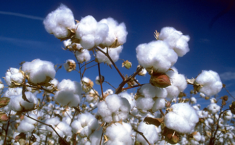lisle cotton yarn plant