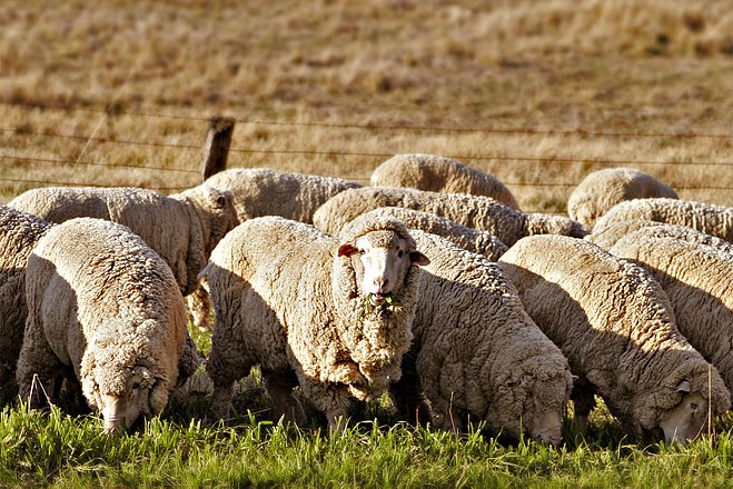 merino wool sheeps